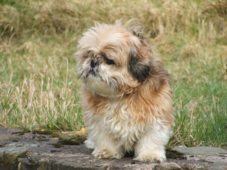Learning to Recognize Aggressive Behaviors in Your Shih Tzu