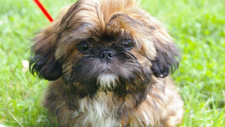 Is My Shih Tzu Pregnant?
