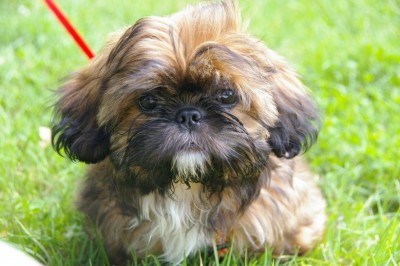 Is My Shih Tzu Pregnant?