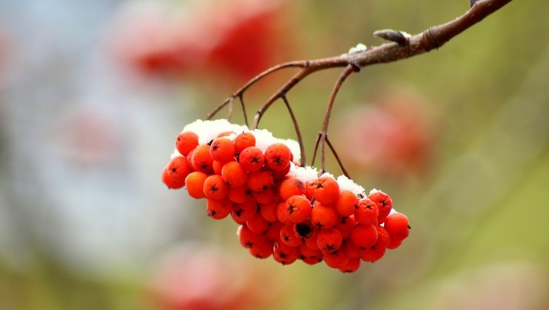 Chaste Tree Berry (Vitex agnus-castus) - Side Effects and Benefits