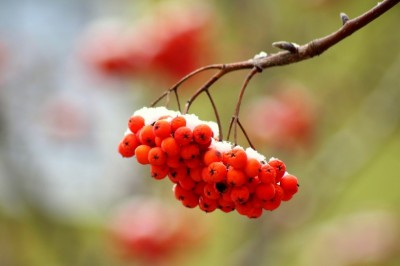 Chaste Tree Berry (Vitex agnus-castus) - Side Effects and Benefits