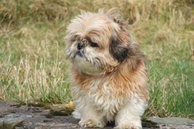 Learning to Recognize Aggressive Behaviors in Your Shih Tzu