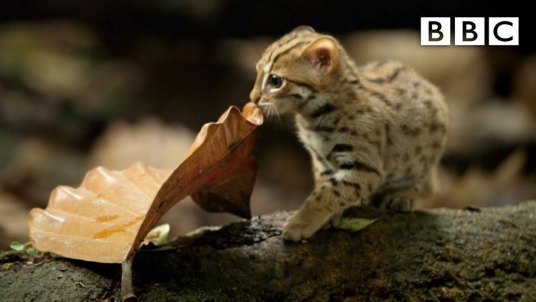 World Smallest Cat